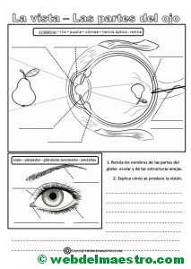 El sentido de la vista-actividades de refuerzo