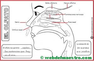 El sentido del olfato