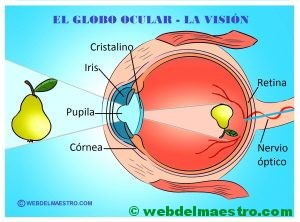 La vista- el ojo y sus partes -Cartel