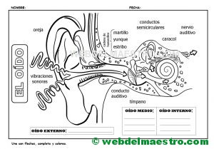El oído-Actividades-I