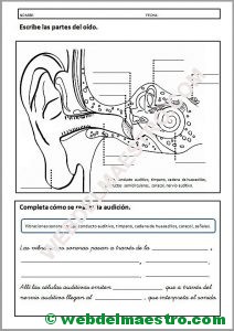 El oído-Actividades-II