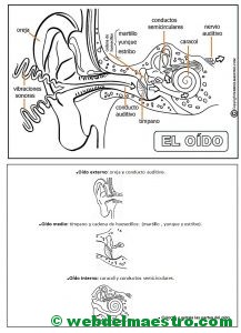 El oído-Actividades-III