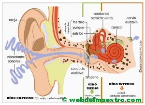 Partes del oído-Cartel-