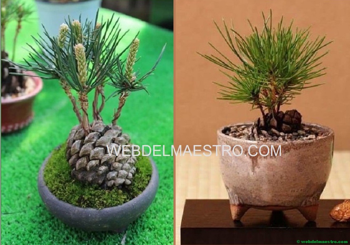 Cómo hacer un bonsái