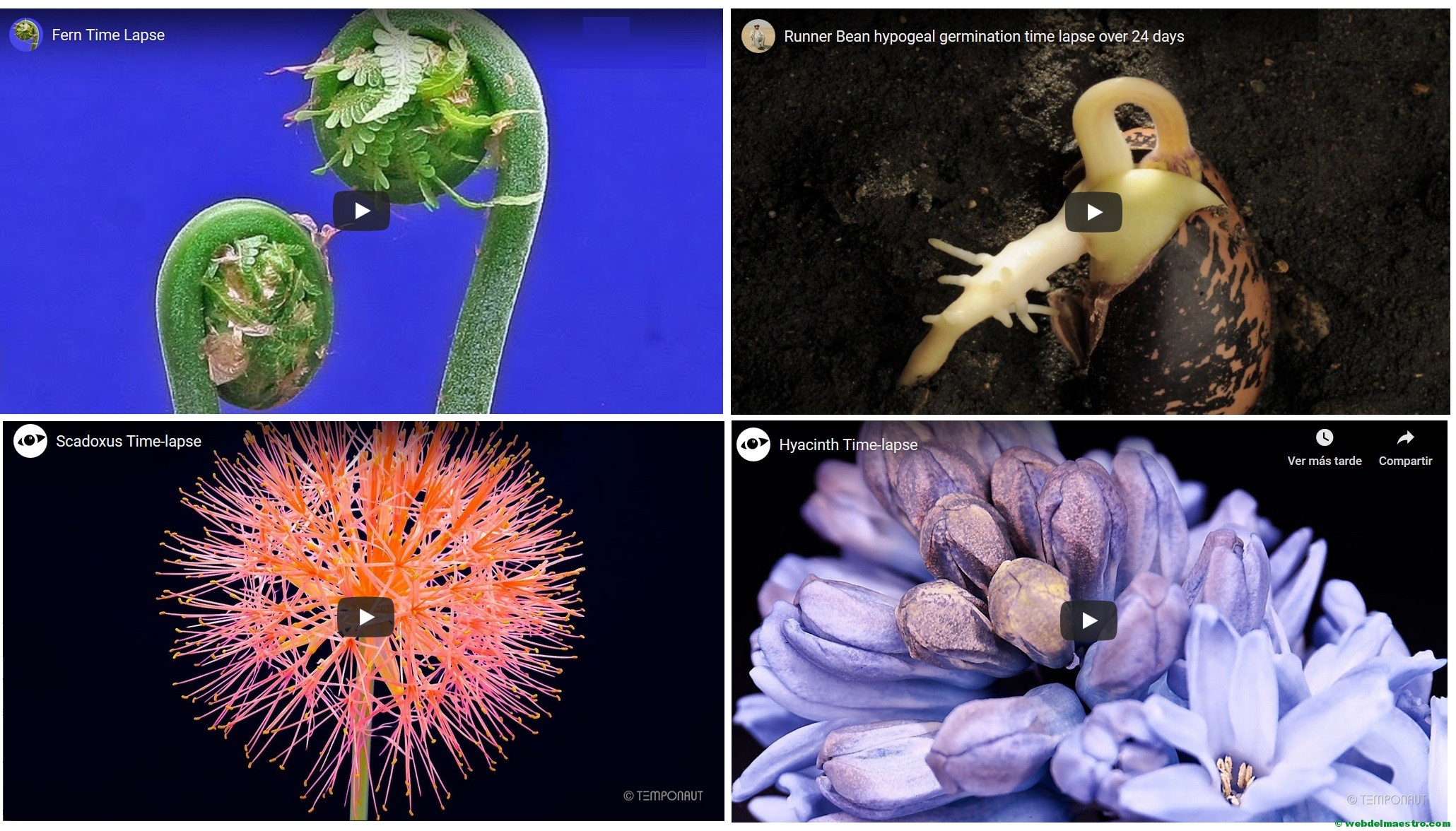 Cómo crecen las plantas II