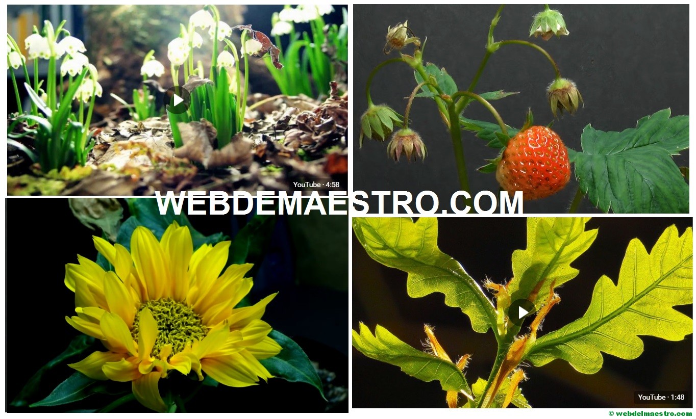 Cómo crecen las plantas (III)