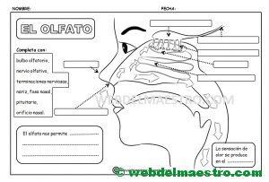 El sentido del olfato-Actividades para completar