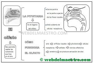 Resumen- mapa conceptual del olfato