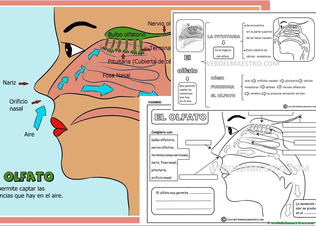 Sentido del olfato para niños
