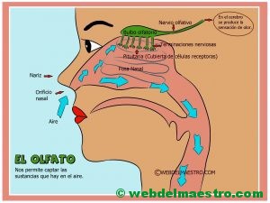 Sentido del olfato - partes del olfato-