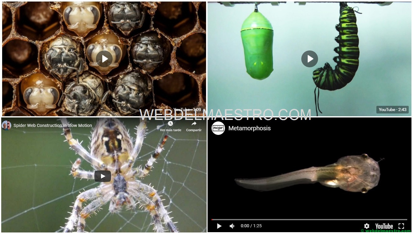 La metamorfosis | Vídeos educativos para niños de Primaria