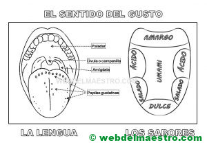 El sentido del gusto-la lengua-los sabores