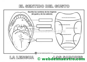 El sentido del gusto-la lengua y los sabores-actividades