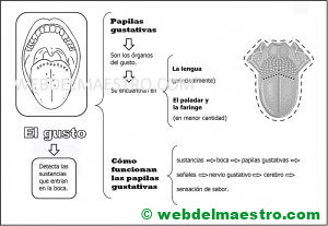 el sentido del gusto-mapa conceptual