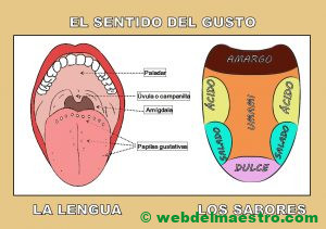 sentido del gusto-los sabores-cartel