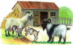 Cabra, macho cabrío y cabritos