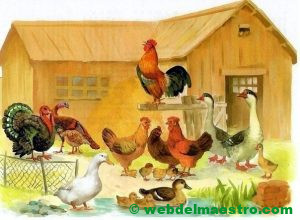 Corral con aves domésticas