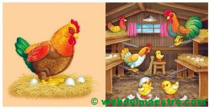 Gallo, gallinas y pollitos en el corral