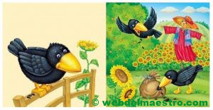 Grajo - Recolección de pipas de girasol