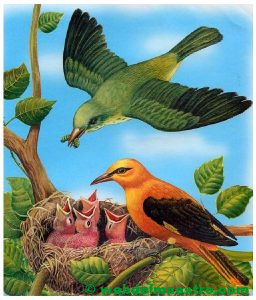 Pájaros alimentando a sus crías