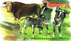 Toro, vaca y ternero