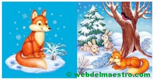 Zorro con pelaje de invierno - Bosque de invierno