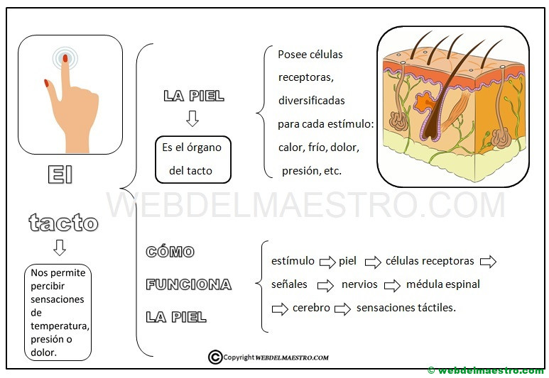 Resumen-recorrido del tacto hasta el cerebro