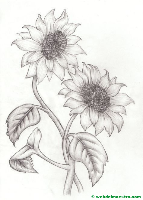 Dibujo a lápiz de girasoles