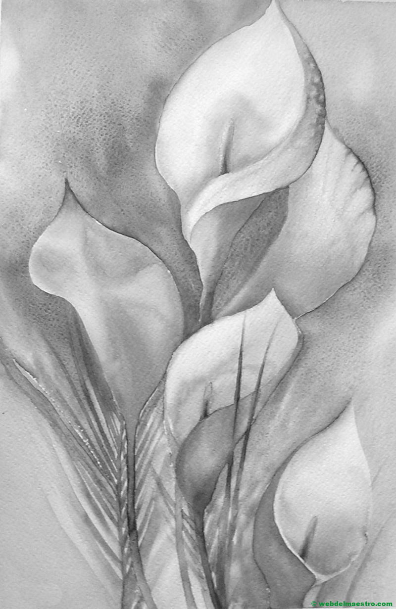 calas-dibujo de flores a lápiz