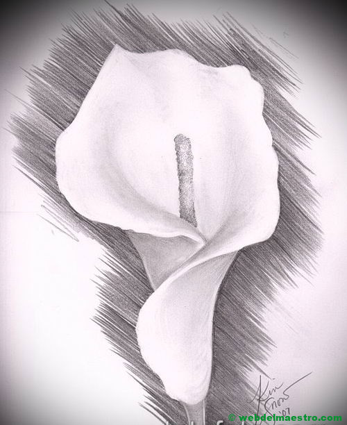 dibujo a lápiz de cala con contorno sombreado