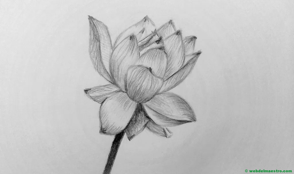 dibujo a lápiz de flor de loto