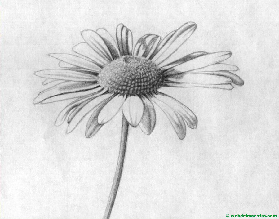 dibujo a lápiz de margarita