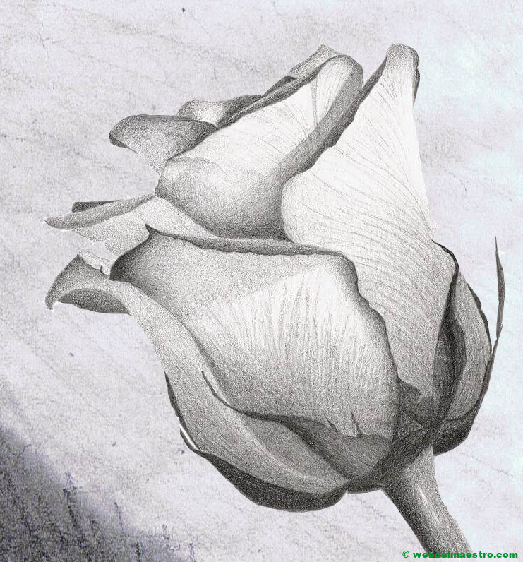 dibujo de capullo de rosa hecho a lápiz
