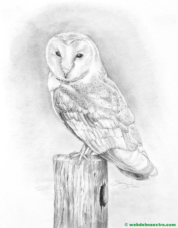 dibujo de lechuza a lápiz