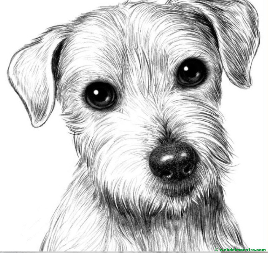 dibujo de perrito a lapiz
