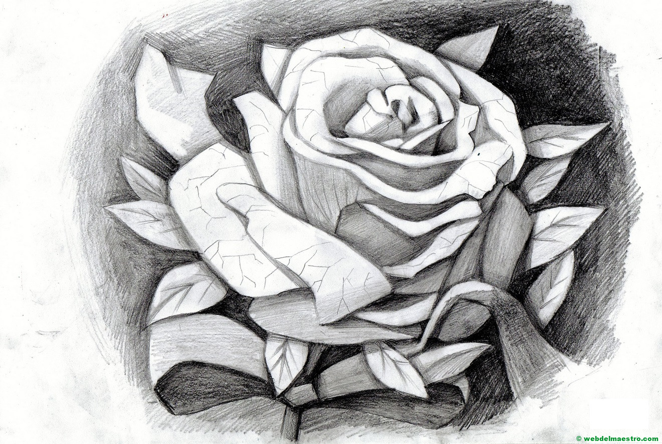 dibujo de rosa a lápiz