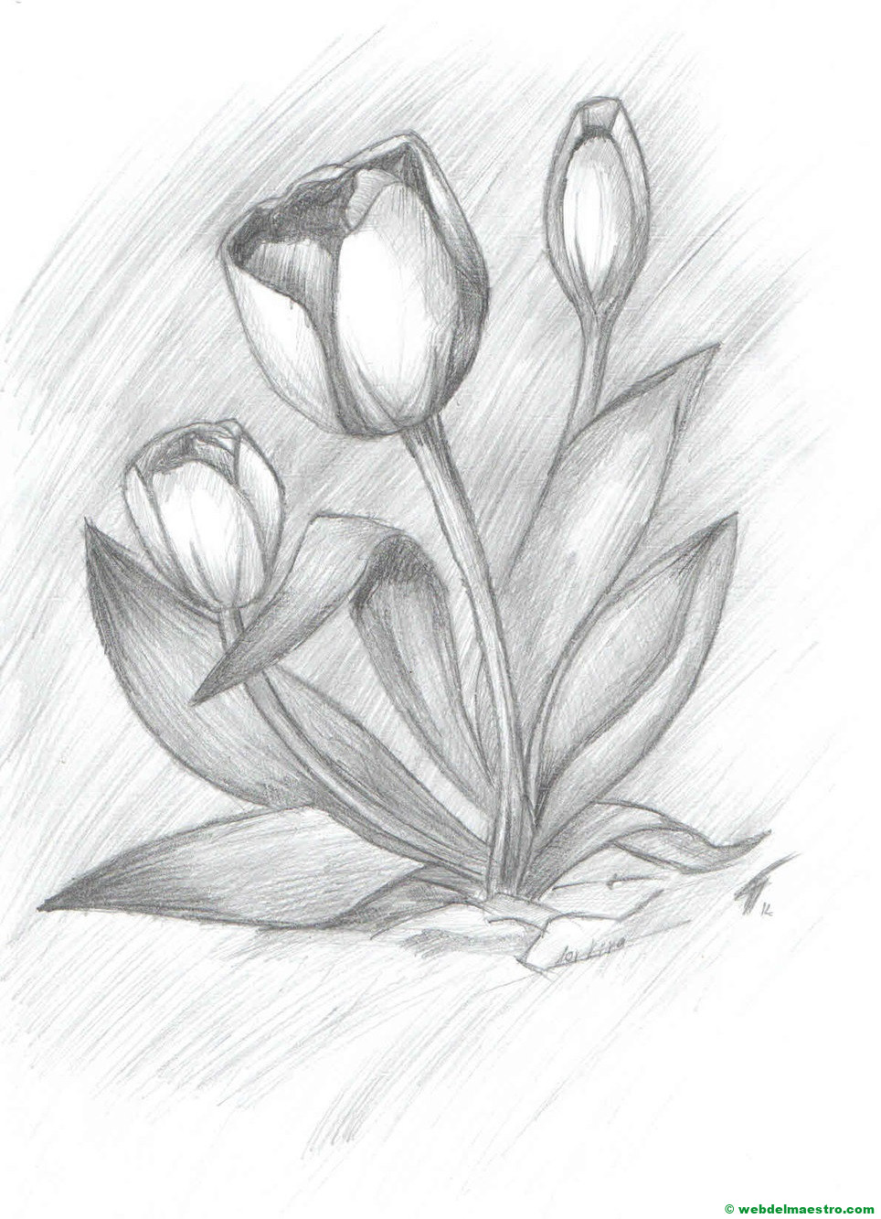 dibujo de tulipanes hecho a lápiz