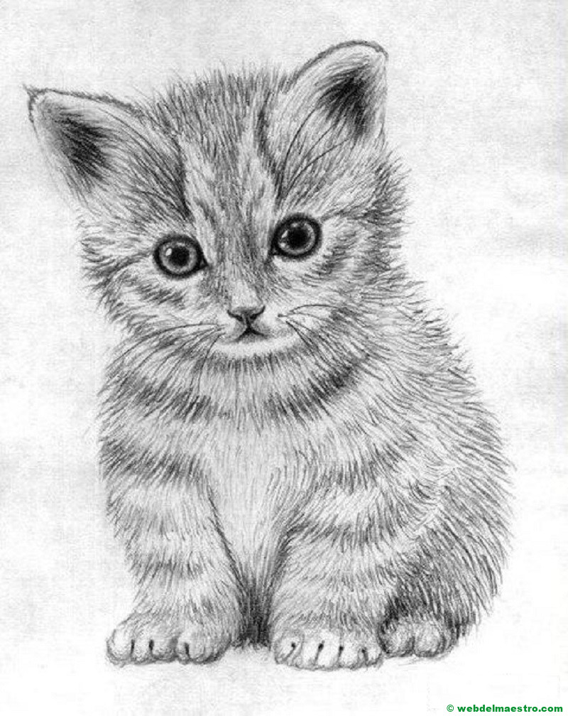 gatito dibujado a lápiz