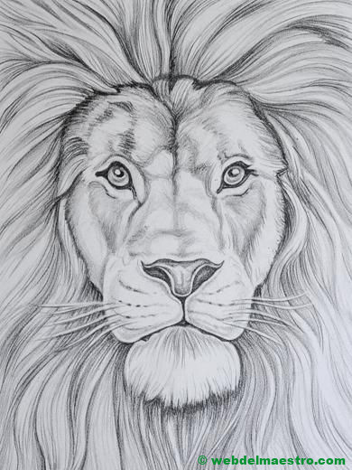 león dibujado a lápiz