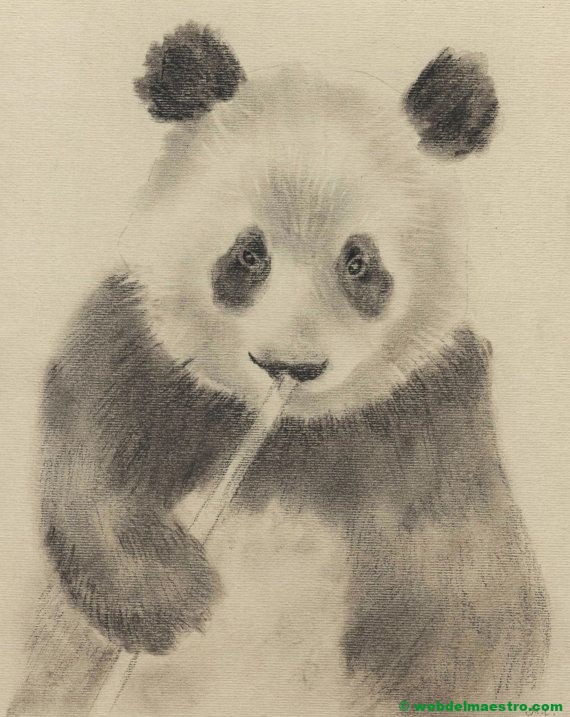 Dibujo a lápiz de oso panda-