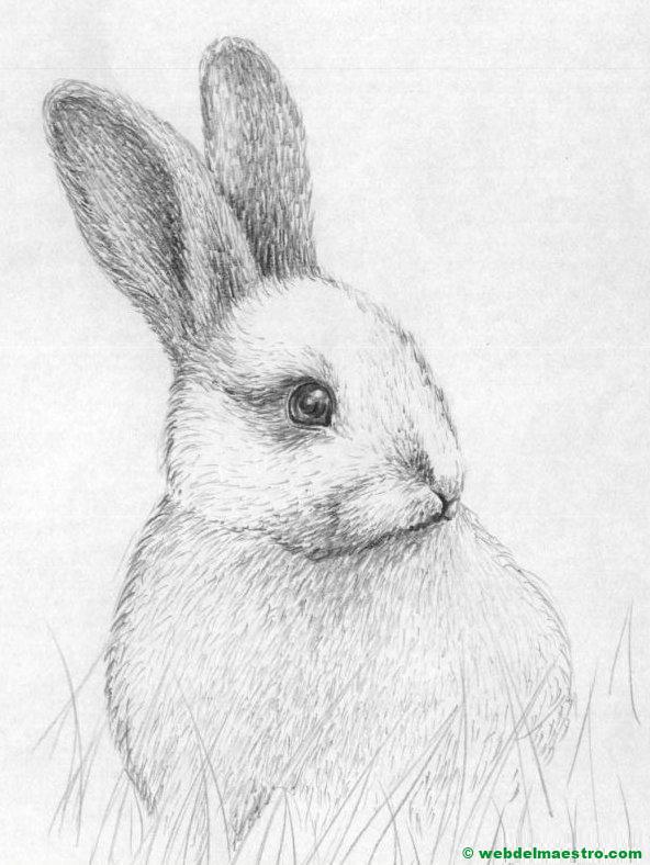 conejo a lápiz