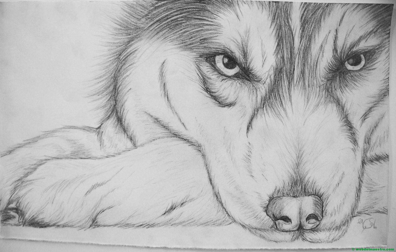 dibujo de lobo