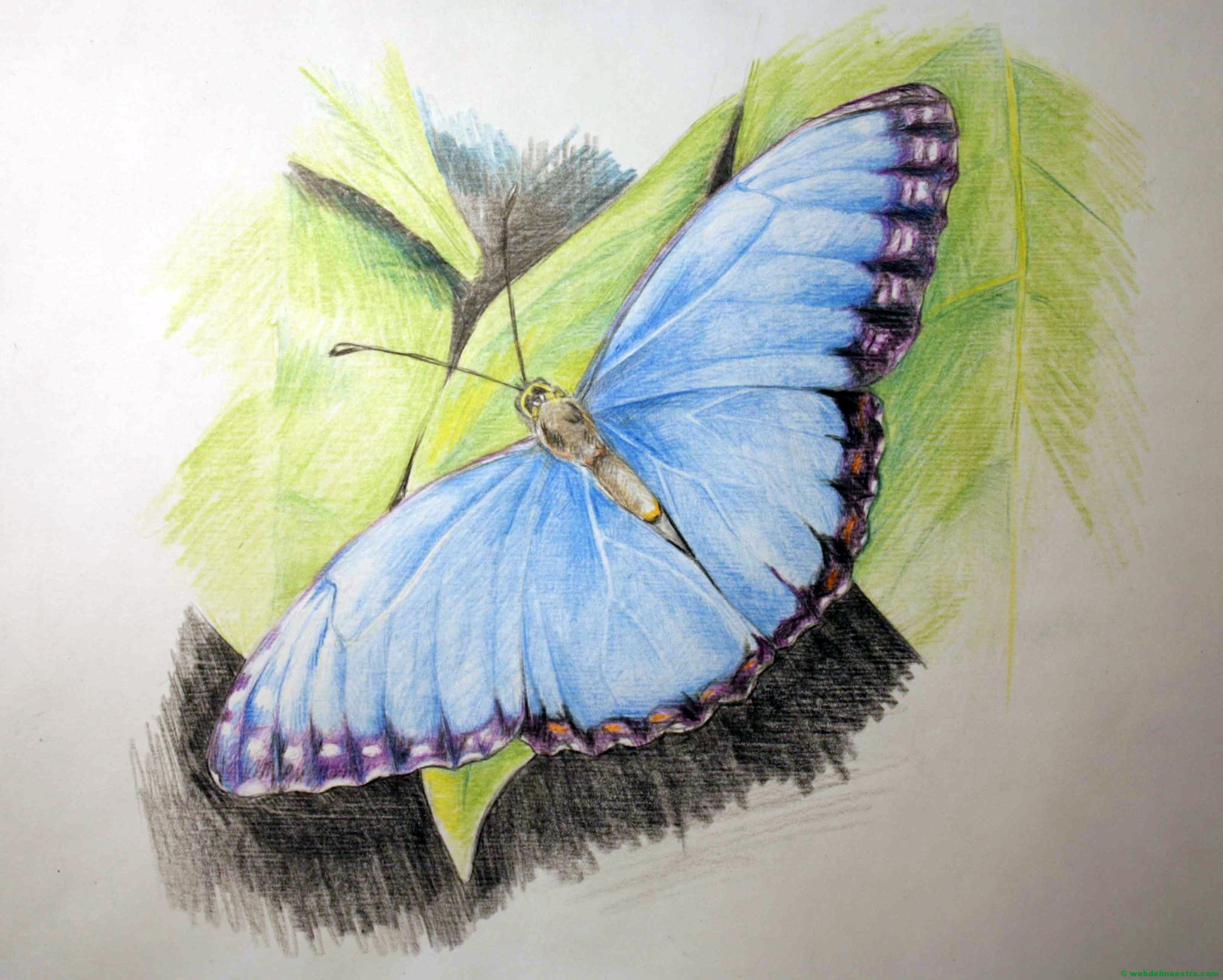 dibujo de mariposa a lápiz de color