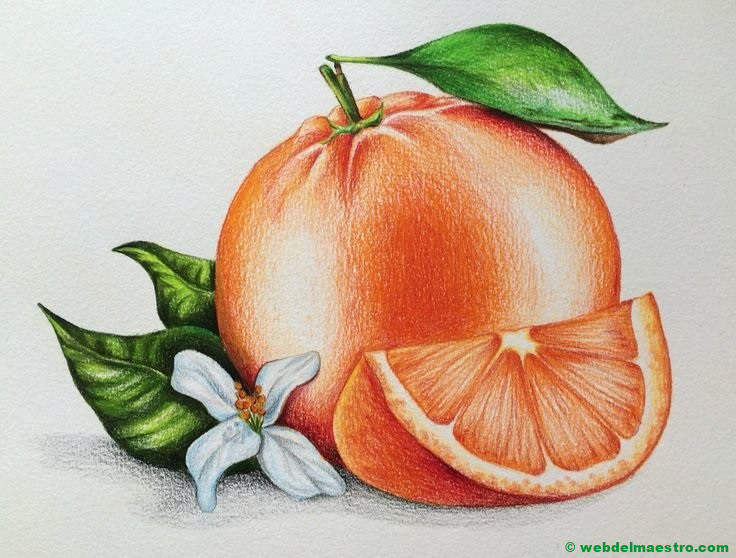 dibujo de naranja a lápiz de color-