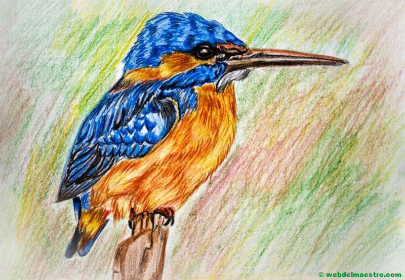 dibujo de pájaro a lápiz de color