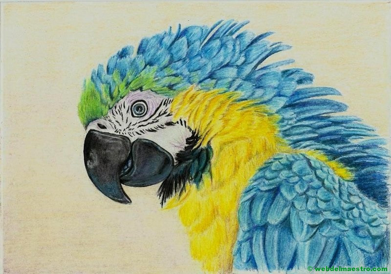 dibujo de papagayo a lápiz de color-