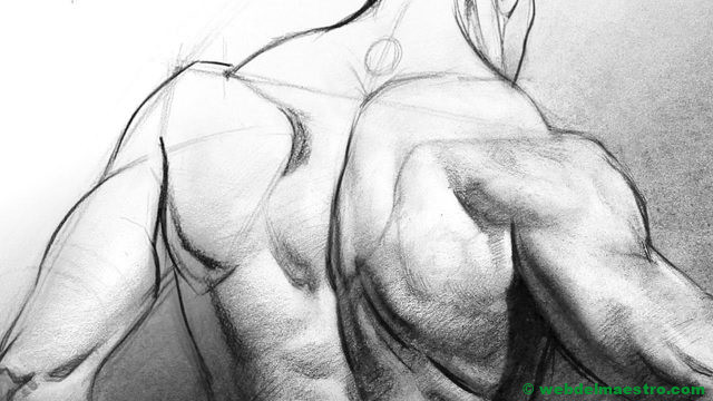 dibujo de torso humano