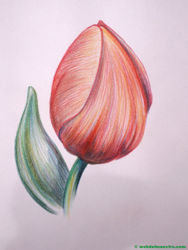 dibujo de tulipán a lápiz de color