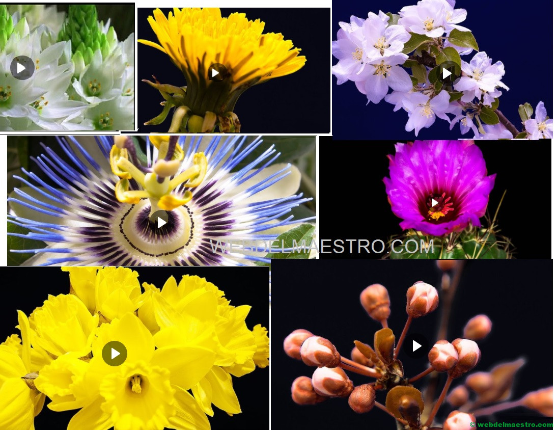 Flores de primavera: cómo florecen y crecen