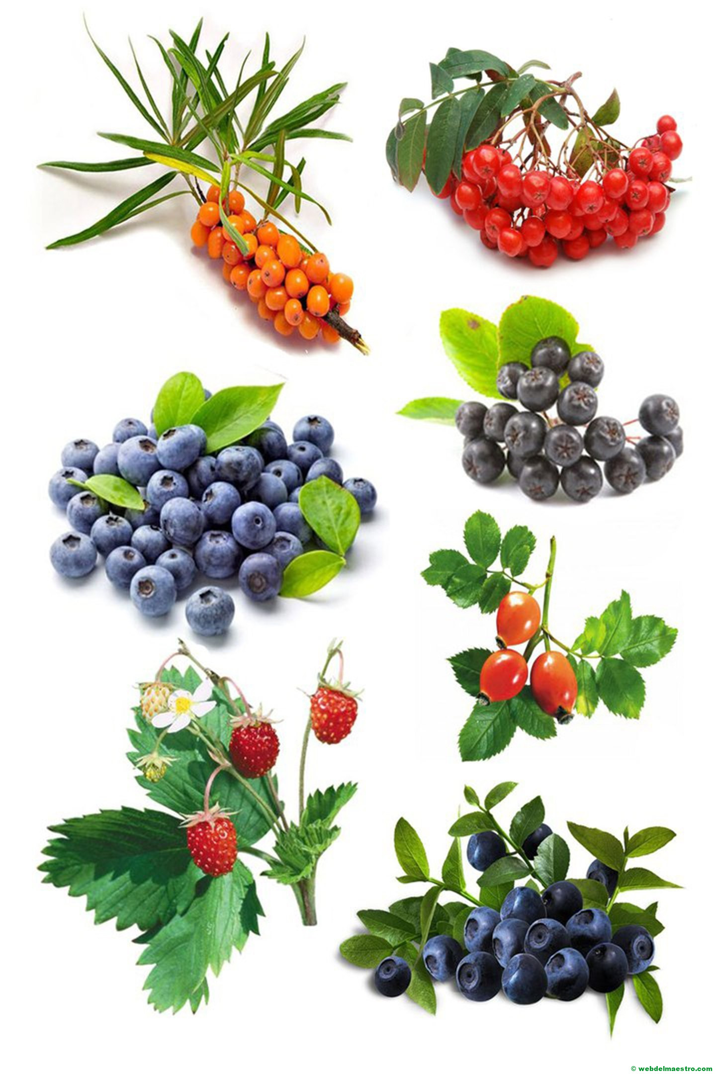 frutos del bosque y bayas